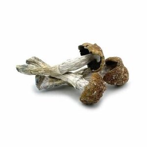 African Transkei Mushrooms