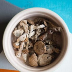 Psilocybe Stuntzii Mushroom