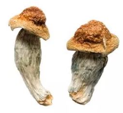 Garcia Magic Mushrooms