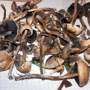 Psilocybe Liniformans Var Mushroom