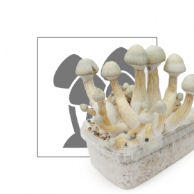 Blue Meanie Magic Mushroom