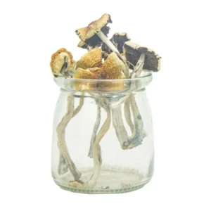 Psilocybe Bohemica Mushroom
