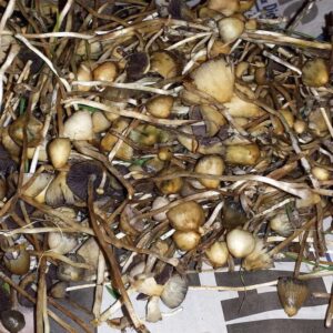 Psilocybe semilanceata Mushroom