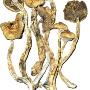 African Transkei Cubensis