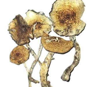 Amazonian Cubensis