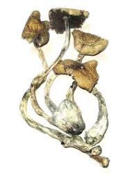 Blue Meanie Cubensis