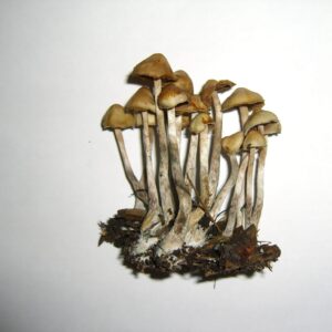 Psilocybe Cyanofibrillosa Mushroom